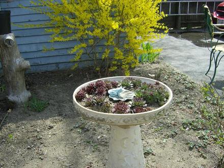 Houseleeks Planter