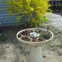 Houseleeks Planter