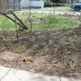 Front Garden Flower Bed - April 2008