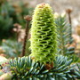 Abies koreana 'Blue Magic'