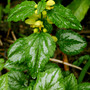 Plant Portraits - In My Garden (Lamium galeobdolon (Goldnessel))