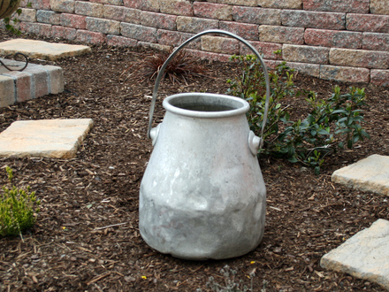 Milk bucket (before) (Bidens ferulifolia Solaire & Sutera Cabana)