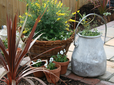 Milk bucket (after) (Bidens Ferulifolia Solaire & Sutera Cabana)