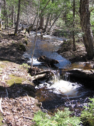 Brook runs by trail