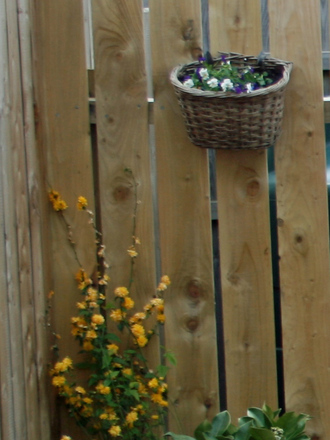 cycle basket with pansies