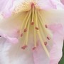 Pink_rhodo3