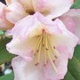 pink_Rhodo2.jpg (Rhododendron)