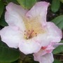 pink_Rhodo1.jpg (Rhododendron)
