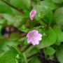 Claytonia_sibirica_plant