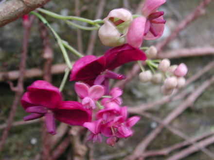 Akebia quinata full out. (Akebia quinata)