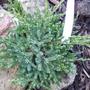 Juniperus Blue Carpet....