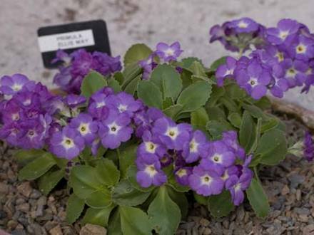 Primula Ellis May (Primula 'Ellis May')