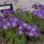 Primula Ellis May (Primula 'Ellis May')