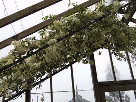 Pandorea (Pandorea pandorana alba)