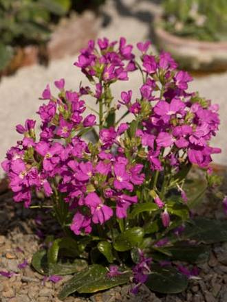Arabis (Arabis blepharophylla)