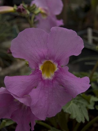 Incarvillea