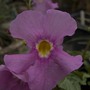 Incarvillea_delaveyi