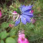 Love-in-a mist (Nigella) and Impatiens (Nigella damascena (Love-in-a-mist))