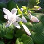 Hosta
