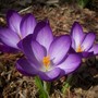 crocuses