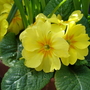 yellow primrose (primula)
