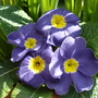 purple primrose (primula)