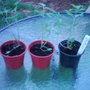 Herb Lovage ((Levisticum officinale Koch)