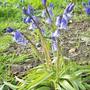 Blue Bells & Grape Hyachinths