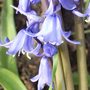 My Blue Bells :D