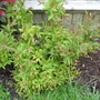 Spiraea 'Anthony Waterer' April 2008 (Spiraea japonica)