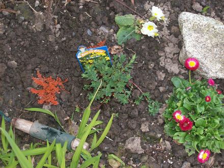 st. johns wort