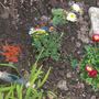 Garden_april_2008_009