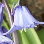 Blue Bell
