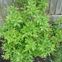 Spiraea 'Shirobana' (Spiraea japonica)