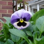 A garden flower photo (viola)