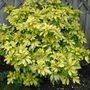 A garden flower photo (Choisya ternata)