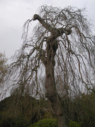 Old Ash tree (Fraxinus excelsior (Common Ash) pendula)