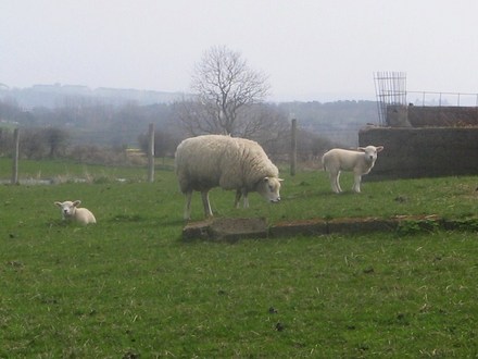 Spring lambs