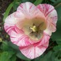 21_4_25.jpg (Tulipa)