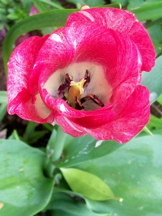 21_4_26.jpg (Tulipa)