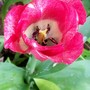 21_4_26.jpg (Tulipa)