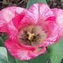 21_4_27.jpg (Tulipa)