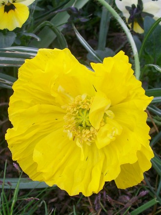 21_4_32.jpg (Papaver nudicaule)