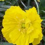 21_4_32.jpg (Papaver nudicaule)