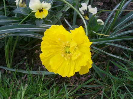 21_4_35.jpg (Papaver nudicaule)