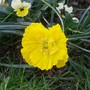 21_4_35.jpg (Papaver nudicaule)