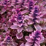 21_4_1.jpg (Ajuga reptans (Bugle))