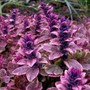 21_4_15.jpg (Ajuga reptans (Bugle))