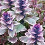 21_4_18.jpg (Ajuga reptans (Bugle))