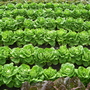 Trials at Wisley (Lactuca sativa)